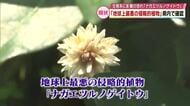「地球上最悪の侵略的植物」大分県内で確認　強い繁殖力を持つナガエツルノゲイトウ　生態系に影響の恐れ