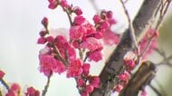 日差しが届く所も　富山県内は冬型の気圧配置が次第に緩む　富山市の於保多神社では梅が可憐な花