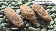 大阪・関西万博に「やきいも」出品　くしまアオイファーム出展の狙いは？