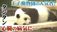 心不全で療養中　王子動物園の人気者「タンタン」　人間でいえば80代の“27歳”　スタッフが24時間でケア　みんなにもう一度元気な姿を…