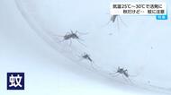 猛暑で秋に蚊が活発化 気温25~30℃が適温 専門家が語る「刺されやすい人」の特徴と対策