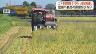 富山県のコメ収量、前年比5100トン増の見通し　猛暑・大雨の影響限定的