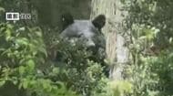 クマが民家の庭に4時間ほど居座る　麻酔銃で捕獲、駆除　体長1メートルほど　長野・安曇野市