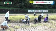 収穫の秋…石木ダム建設予定地で親子稲刈り体験イベント【長崎県川棚町】
