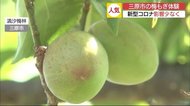 「梅もぎ体験」三原市の梅林で人気