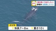 伊東沖の定置網にまたクジラが!1頭迷い込みぐるぐる回る 漁協「網を開いて逃がしたい」静岡県伊東市