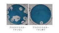 「プラズマクラスター」が空気中の新型コロナ減少に有効と実証…シャープに今後の展望を聞いた