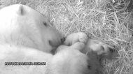 ホッキョクグマの双子の赤ちゃん ママの腕に抱かれぐっすり ドイツ