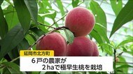 宮崎県延岡市北方町 特産の極早生桃の収穫ピーク 道の駅で桃祭り