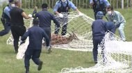 荒川河川敷の“迷いシカ” 警察官たちの捕獲大作戦