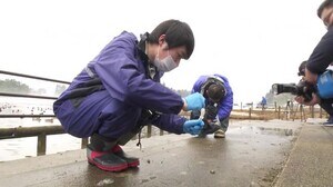 陽性の場合は監視を強化…鳥インフル発生農場の周辺で渡り鳥のウイルス調査 糞便を採取し保有状況を確認