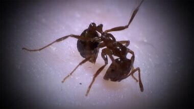 危険!“猛毒”ヒアリ 東京で今年すでに1500匹超確認