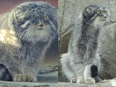 20℃超続出も「寒の戻り」に注意…冬物いつしまう?動物たちは一足先に“衣替え”
