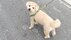 認知症リスク48%減でも“犬を飼えない”高齢者　「ペット終活」で最期…
