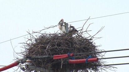 コウノトリが“電柱”で子育て 翼を広げて天敵から守る親鳥…巣立ちを