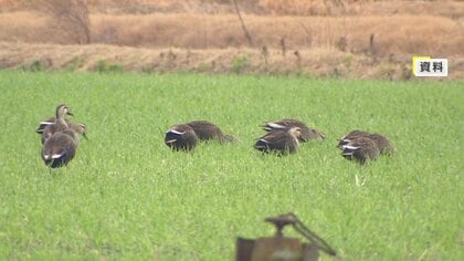 麦など農作物を食い荒らす“カモの食害”が深刻 ロケット花火など農家に配布し撃退へ “駆除せず共生”の模索続く