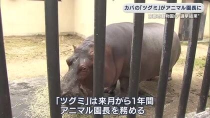 京都市動物園の「アニマル園長」はカバ　ツグミが2473票でトップ当選　6候補による選挙戦を制す　来月から動物園の魅力発信へ