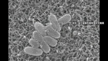 【速報】「百日咳」新規感染者数が4週連続で過去最多…全国感染者数3682人　東京が最多、次いで埼玉、群馬