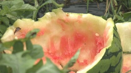 スイカを8個食い荒らしたクマ「今晩また来る可能性が高い」と危機感　富山市内で続くクマ出没と“スイカ被害”　同じ個体が移動した可能性