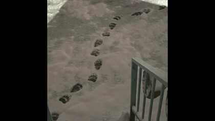 【円山動物園でクマ1頭駆除】住宅地に残された”11センチ”の足跡は動物園の方向へ_住民は「食べ物が山にないから命かけてでもまたおりてくる」＜札幌市＞