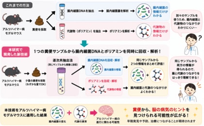 腸内細菌と代謝物を“同時に見る”新技術を開発
