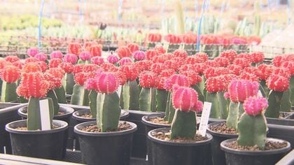 3/10は「サボテンの日」…特産品としてアピールする愛知県春日井市 大学では“地球の未来”に向けた研究も