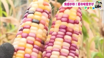 わずか数時間で完売！ゆでると“もっちもっち”の希少な「もちきび」が大人気【高知】