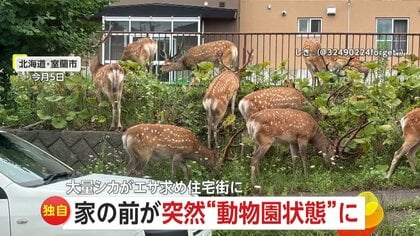 【独自】家の前が連日“動物園状態”！13頭のシカがエサ求め住宅街に…車との衝突事故も増加　北海道・室蘭市