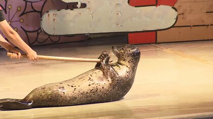 「最後に子供に見せたかった」京急油壺マリンパーク 30日に53年の歴史に幕…ペンギンと試行錯誤の日々 支えてきた人々の思い 