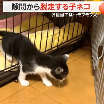 「そばに行きたい…」同居犬モフモフに頭スリスリ！わずか3.5cm…ケージ隙間から何度も脱走する子ネコが癒やしの極み