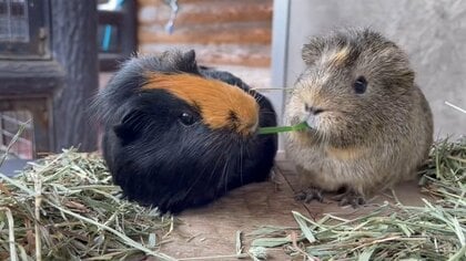 「両者譲れぬ戦い」両端から草を食べ合う“双子”モルモットがかわいい…最後には“手”が出た？関係性を聞いた