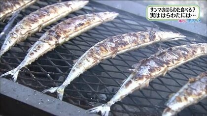サンマのはらわたは食べて大丈夫？“糸“の正体、アニサキス対策は…気になる食の疑問を調査【福島発】