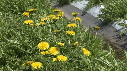 希少種育て地域を“日本タンポポの里”に！　見て楽しむだけでなく味わえる商品生み出し生育環境拡大へ【秋田発】