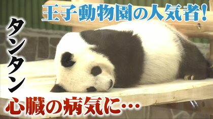 心不全で療養中　王子動物園の人気者「タンタン」　人間でいえば80代の“27歳”　スタッフが24時間でケア　みんなにもう一度元気な姿を…