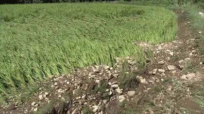 県北・中央部の大雨、新城川（秋田市）で氾濫確認　藤里町の田んぼに土砂流入　浸水被害や土砂崩れも　秋田