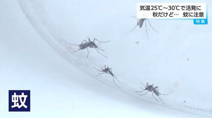 猛暑で秋に蚊が活発化　気温25~30℃が適温　専門家が語る「刺されやすい人」の特徴と対策