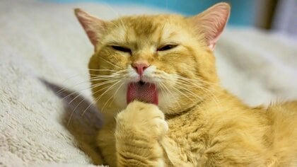 猫はなぜ臭わないの？失敗した時のペロペロは照れ隠し？野生の名残に隠された毛づくろいの理由を解説