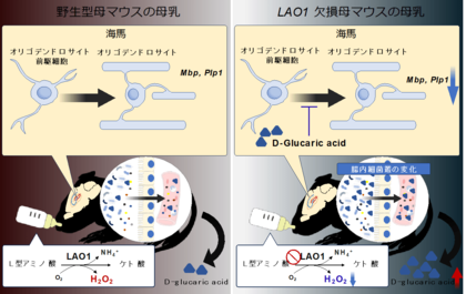 母乳が腸内細菌叢形成を介し脳発達に与える影響を解明