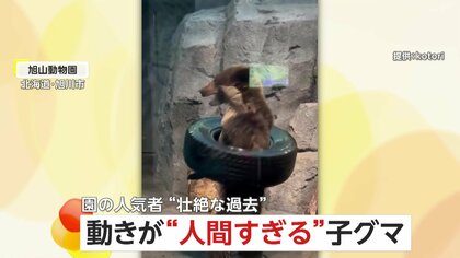 「人間の子どもみたい」はぐれ子グマが“園の人気者”に　“ヌンチャク”に“へそ天”姿も披露　北海道・旭山動物園