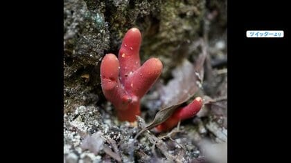 毒キノコの中で最強「カエンタケ」の目撃相次ぐ　小指の先程でも食べれば“死ぬ”…触るのも危険
