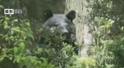 クマが民家の庭に4時間ほど居座る　麻酔銃で捕獲、駆除　体長1メートルほど　長野・安曇野市