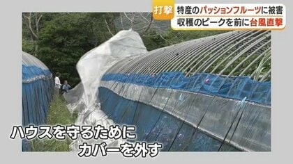 台風6号被害】奄美大島のパッションフルーツ、100キロ落下し廃棄 出荷