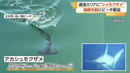絶対に近づかないで」遊泳エリアに“ハンマーヘッドシャーク”出没
