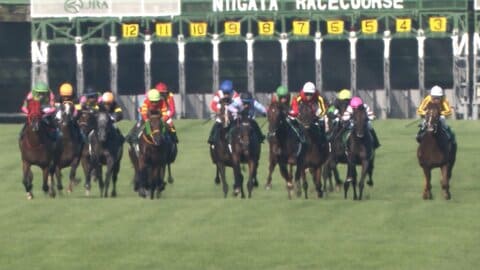 【夏競馬最終戦 新潟記念・G3】G1馬5頭が集結！C.ルメール騎手がロデオドライブと2000メートルへ