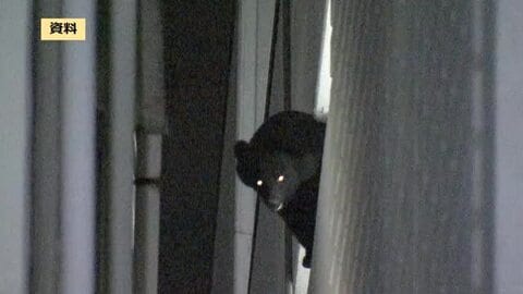 磐越道・追越車線で乗用車とクマ衝突　運転手にけがなし＜福島県会津若松市＞