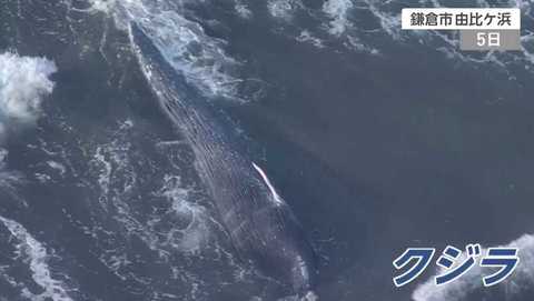 鎌倉に打ち上げられたクジラは 超 珍しい シロナガスクジラ だった