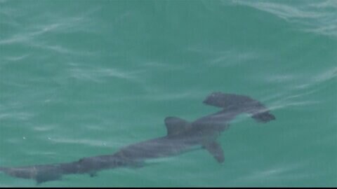 海水浴場に十数匹サメの群れ 遊泳客ら45人が避難