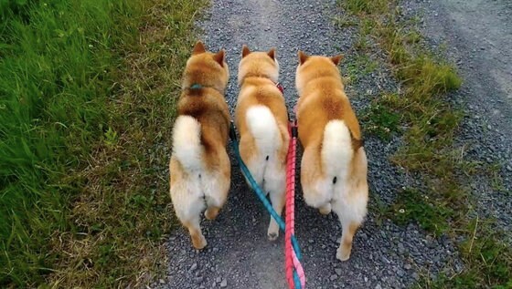 散歩中の柴犬3匹のリードが 編まれる 光景がかわいい 飼い主に状況を聞いてみた