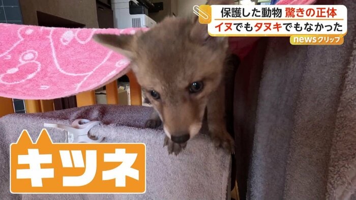 保護団体で成長した赤ちゃん