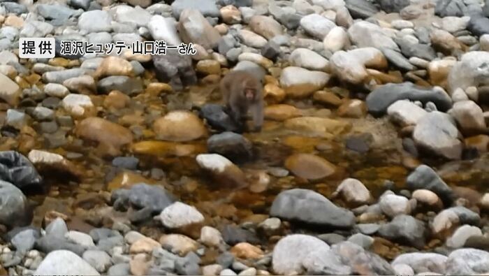 水面をのぞくニホンザル 提供:涸沢ヒュッテ・山口浩一さん